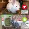 Show in main carousel: SunGrow Rabbit, Bunny & Guinea Pig Hay Feeder Rack Food Dispenser slide 4 of 7