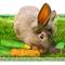 Show in main carousel: SunGrow Rabbit & Guinea Pig Veggie Chew Small Pet Teeth Grinding Toy, 3 count slide 3 of 6
