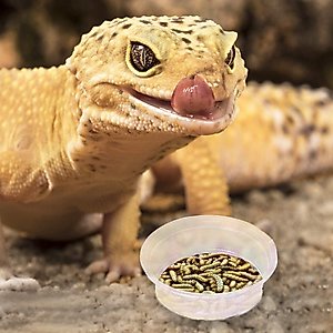SunGrow Reptile Water Dish & Food Bowl, Lizard & Gecko Feeding Ledge Cups, 1-oz, 100 count