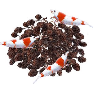 SunGrow Shrimp Breeding Aquarium Tank Water Conditioner & Food Alder Cones, 50 count