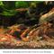 Show in main carousel: SunGrow Shrimp Breeding Aquarium Tank Water Conditioner & Food Alder Cones, 50 count slide 3 of 7