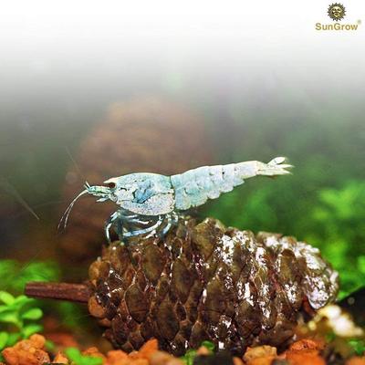 Show full view: SunGrow Shrimp Breeding Aquarium Tank Water Conditioner & Food Alder Cones, 50 count slide 5 of 7