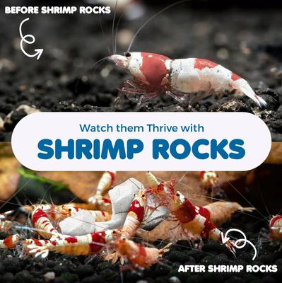 Show full view: SunGrow Shrimp Mineral Rocks for Molting, Aquarium Calcium Supplement, 1.8-oz slide 4 of 8