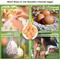 Show in main carousel: SunGrow Wooden Fake Eggs for Laying Hens in Chicken Coop Train to Lay inside Nest Box, Beige, 4 count slide 5 of 7