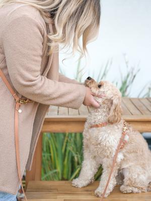 Show full view: Sunny Tails 4-in-1 Convertible Hands Free Cloud Dog Leash, 8.5-ft long, 5/8-in wide, Chai Brown slide 7 of 10