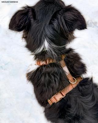 Show full view: Sunny Tails Cloud Lite Waterproof Dog Harness, Chai Brown, Small: 15 to 21-in chest slide 2 of 9