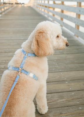Show full view: Sunny Tails Cloud Lite Waterproof Dog Harness, Malibu Blue, X-Small: 12 to 16-in chest slide 2 of 8