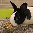 Show in main carousel: Sunseed Vita Prima Adult Rabbit Food, 4-lb bag slide 5 of 8