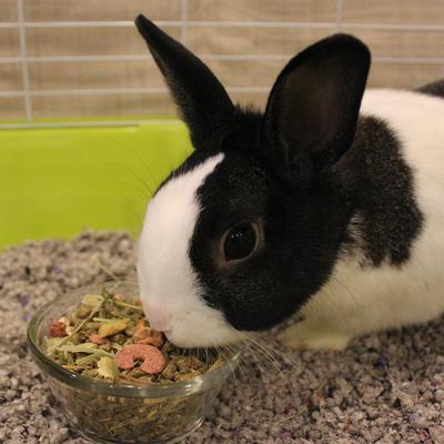 Show full view: Sunseed Vita Prima Adult Rabbit Food, 4-lb bag slide 5 of 8