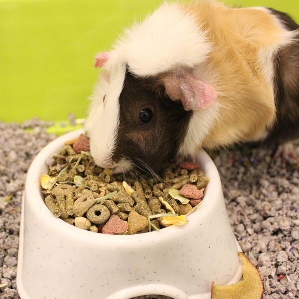 View of SUNSEED Vita Prima Guinea Pig Food, 8-lb bag - Chewy.com