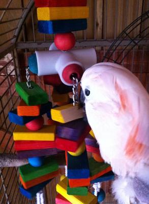 Show full view: Super Bird Creations 4 Way Play Bird Toy, X-Large slide 4 of 11