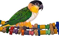 Super Bird Creations Bamboo Bridge Bird Toy