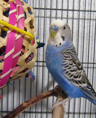 Show full view: Super Bird Creations Basket case Bird Toy slide 4 of 8