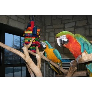 Super Bird Creations Beakasaurus Bird Toy, Large/X-Large
