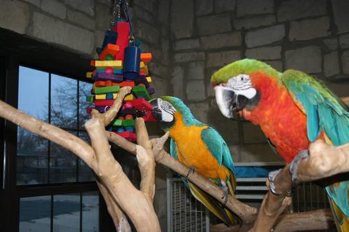 Show full view: Super Bird Creations Beakasaurus Bird Toy, Large/X-Large slide 4 of 11