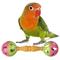 Show in main carousel: Super Bird Creations Birdie Barbell, Small/Medium, 3 count slide 1 of 6