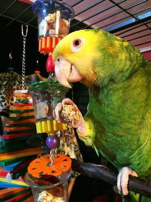 Show full view: Super Bird Creations Bottoms Up Bird Toy, Medium/Large slide 4 of 11