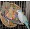 Show in main carousel: Super Bird Creations Busy Birdie Play Perch Bird Toy, Small/Medium slide 4 of 11