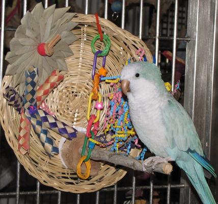 Show full view: Super Bird Creations Busy Birdie Play Perch Bird Toy, Small/Medium slide 4 of 11