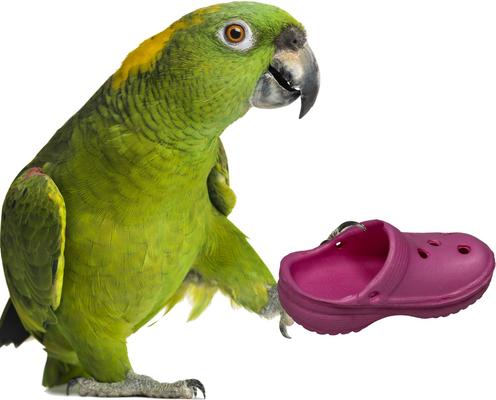Show full view: Super Bird Creations Crocs Bird Toy, 5 count slide 2 of 7