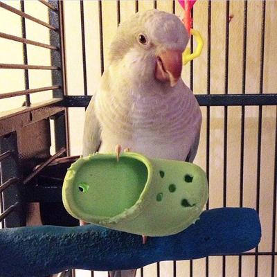 Show full view: Super Bird Creations Crocs Bird Toy, 5 count slide 3 of 7