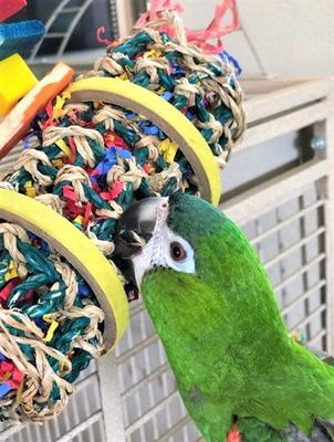 Show full view: Super Bird Creations Firecracker Jr. Bird Toy slide 4 of 9