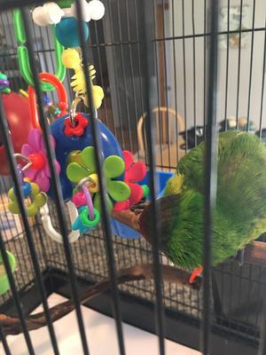 Show full view: Super Bird Creations Flower Power Bird Toy slide 4 of 10