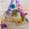 Show in main carousel: Super Bird Creations Flying Trapeze Bird Toy, Small slide 4 of 11