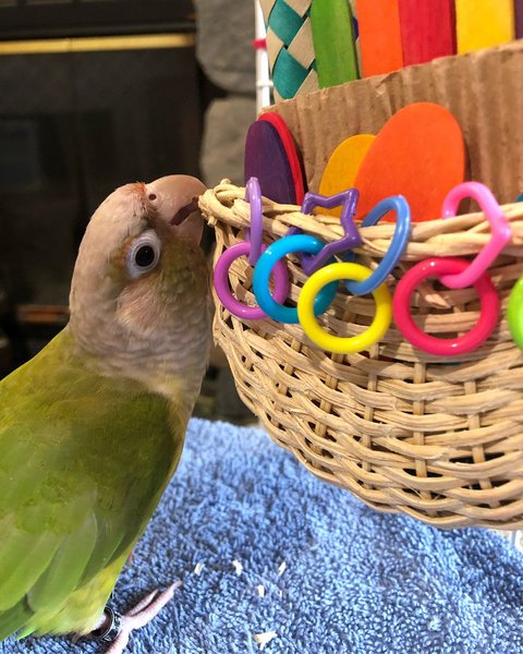 Super Bird Creations Foraging Basket Bird Toy, Medium