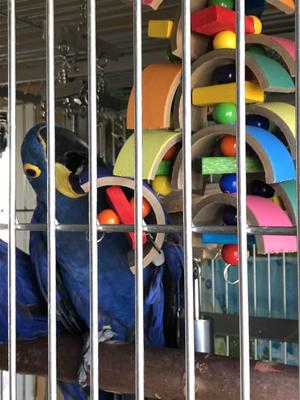 Show full view: Super Bird Creations Humdinger Bird Toy, X-Large slide 4 of 10