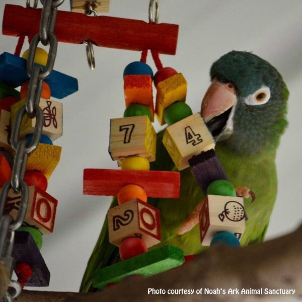 Super Bird Creations Katy's ABCs Jr. Bird Toy