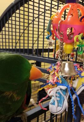 Show full view: Super Bird Creations Kick Ball Bird Toy slide 4 of 9