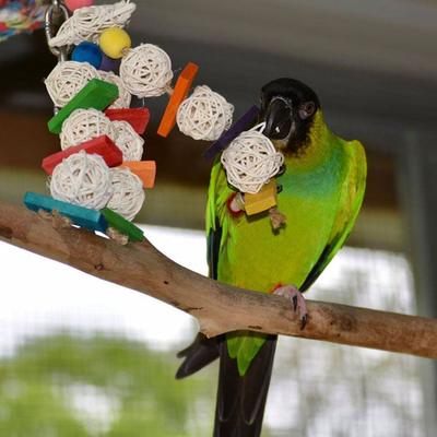 Show full view: Super Bird Creations Mini Starburst Bird Toy, Small slide 4 of 10