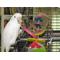 Show in main carousel: Super Bird Creations Olympic Rings Bird Toy, Large slide 4 of 11