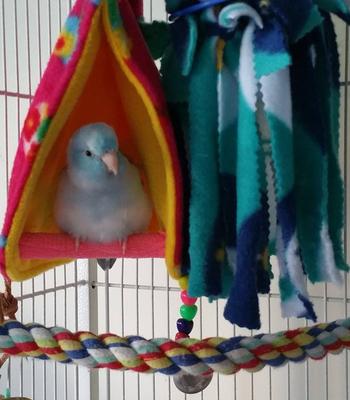 Show full view: Super Bird Creations Peekaboo Perch Bird Tent, Color Varies, Small slide 4 of 11