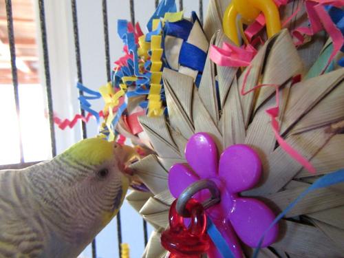 Show full view: Super Bird Creations Pinwheel Bird Toy, Medium slide 4 of 11