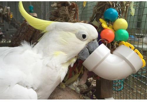 Show full view: Super Bird Creations PVC Forager Bird Toy, Medium/Large slide 4 of 11