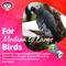 Show in main carousel: Super Bird Creations PVC Forager Bird Toy, Medium/Large slide 6 of 11