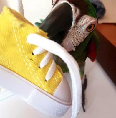 Show full view: Super Bird Creations Sneakers Bird Toy, Medium/Large, 4 count slide 3 of 9