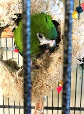 Show full view: Super Bird Creations Snuggle Ring Bird Toy slide 4 of 9