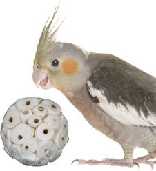 Super Bird Creations Sola Chewable Bird Toy, 6-cm, 4 count