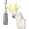 Show in main carousel: Super Bird Creations SS Tube Bell Exercise Bird Toy, Medium slide 1 of 8