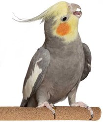 Super Bird Creations Sure-Grip Grooming Perch, Medium