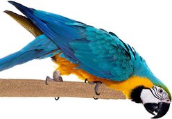 Super Bird Creations Sure-Grip Grooming Perch, X-Large