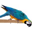 Show in main carousel: Super Bird Creations Sure-Grip Grooming Perch, X-Large slide 1 of 4