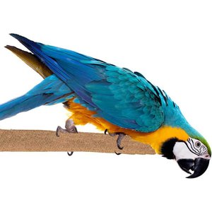 Super Bird Creations Sure-Grip Grooming Perch, X-Large
