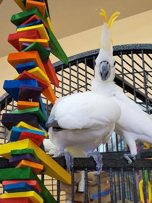 Show full view: Super Bird Creations Triangle Teasers Bird Toy slide 4 of 9