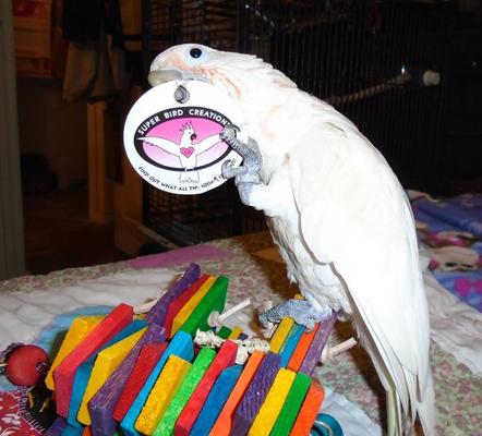 Show full view: Super Bird Creations Woodpile Bird Toy, Medium slide 4 of 10