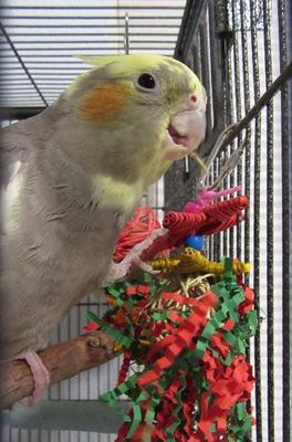 Show full view: Super Bird Creations Xmas Crinkle Little Star Bird Toy slide 3 of 8