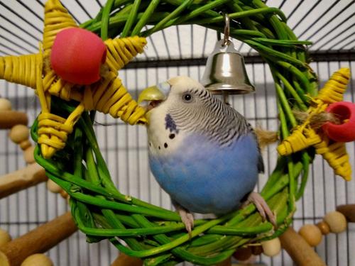 Show full view: Super Bird Creations Xmas Wreath Vine Swing Bird Toy slide 3 of 9